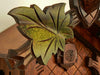 Cuckoo Door with AS the initials for Anton Schneider next to a Green Leaf on Traditional Cuckoo Clock