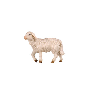 The sheep is standing and its right front leg is bent as if it is taking a step forward. The sheep has a thick white wool coat and its head is up looking forward. 