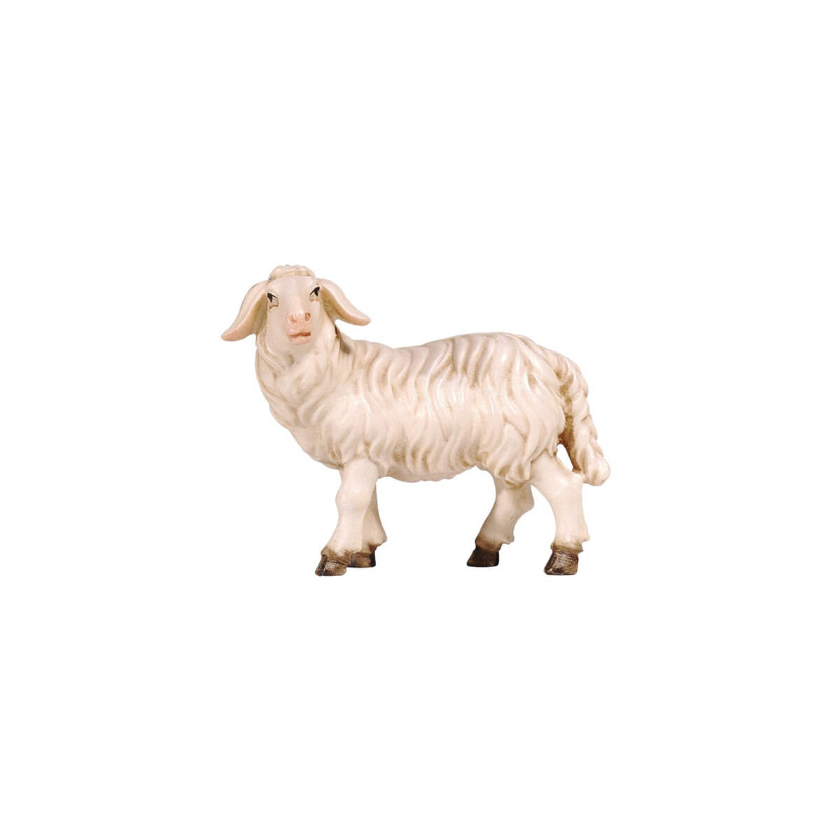 The sheep is standing still and has his head turned looking to the left. The white coat is thick and wooly. The eyes are wide open and the sheep is looking attentively to the left.