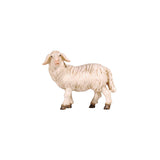 The sheep is standing still and has his head turned looking to the left. The white coat is thick and wooly. The eyes are wide open and the sheep is looking attentively to the left.
