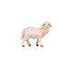 The standing sheep with a thick white wooly coat is standing still and looking attentively to the right. 